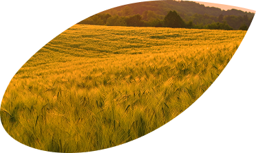 Grain 3