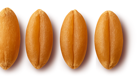 grains